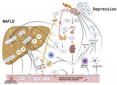 Interaction Mechanisms Between Major Depressive Disorder and Non-alcoholic Fatty Liver Disease